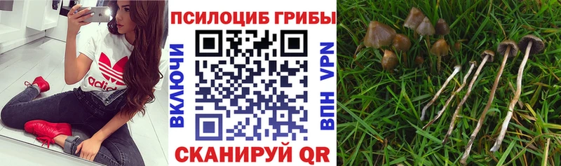 Галлюциногенные грибы Cubensis наркошоп Урус-Мартан